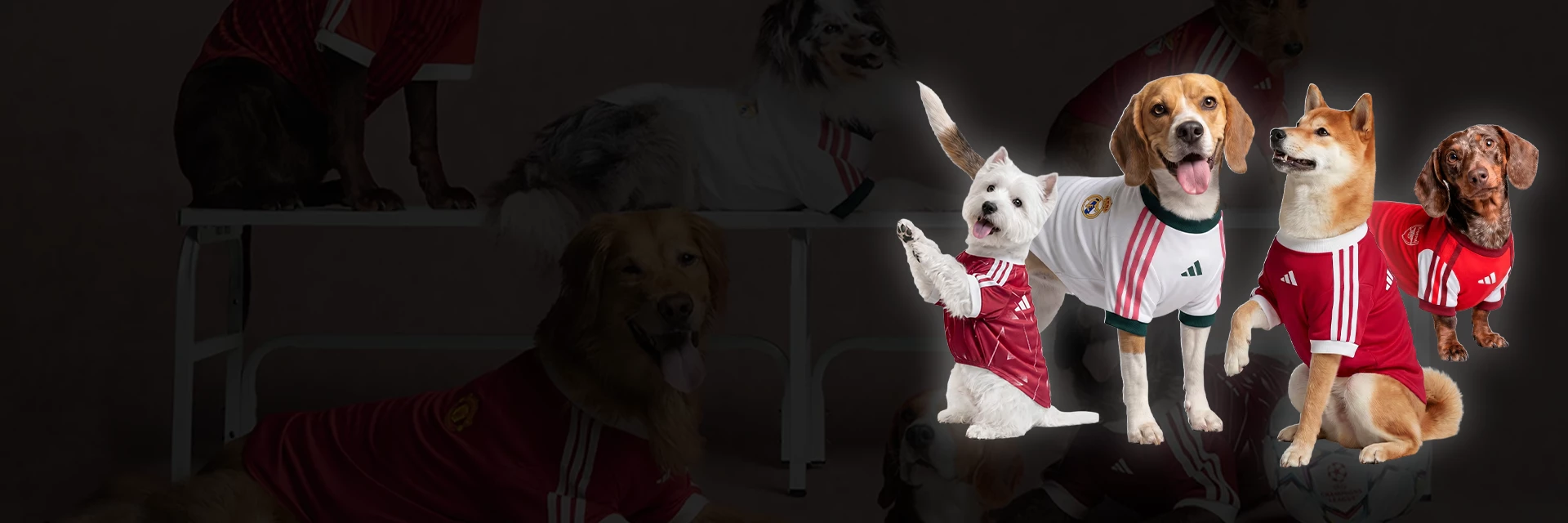 Neue adidas Pet Soccer Collection ist jetzt online!