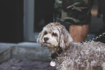 27yeezy-350-boost-campout