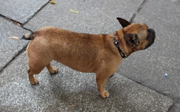 overkill-puma-careaux-recap-002