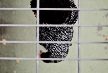 adidas Z.N.E Pulse Knit Hoodie