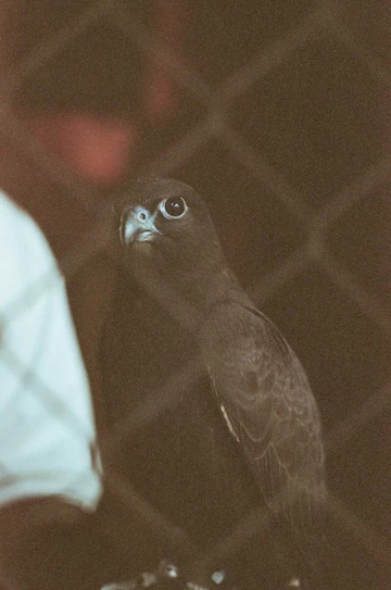 Solebox x adidas Yung 1