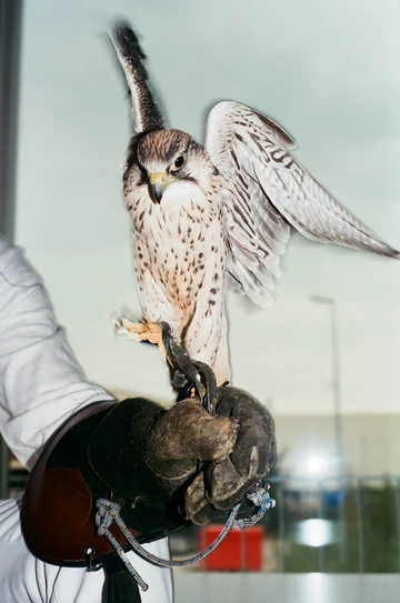 Solebox x adidas Yung 1