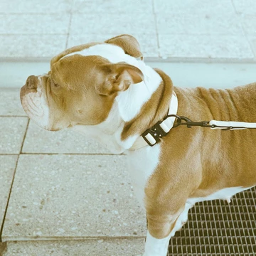 Trekk by Asphaltgold