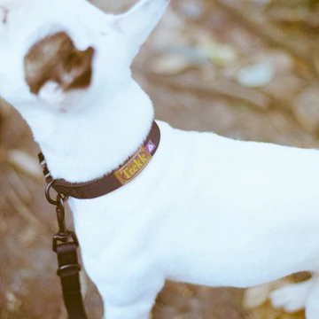 Trekk by Asphaltgold