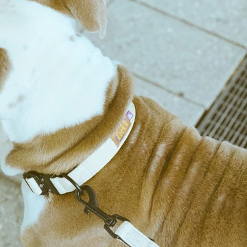 Trekk by Asphaltgold