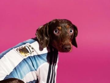 adidas World Cup Pet Collection