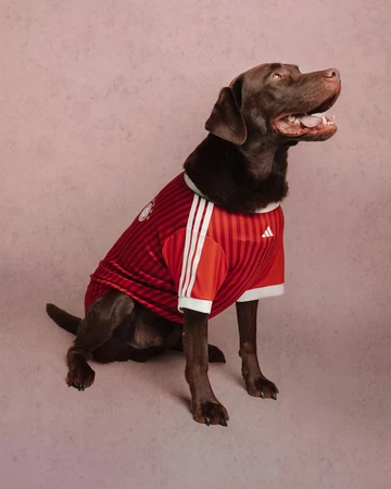 adidas Pet Soccer Collection Jersey
