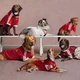adidas Fussballtrikots für Hunde & Katzen - Real Madrid und mehr ist am Start! 😀