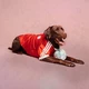 Nike ACG Radical AirFlow | New Balance 1890A Cowprint | FC Bayern München Hunde Trikot & weitere News! ✔️